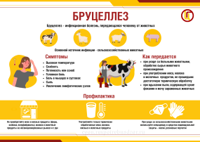 БРУЦЕЛЛЕЗ - инфекционное заболевание, передающееся человеку от животных БРУЦЕЛЛЕЗ - инфекционное заболевание, передающееся человеку от животных.